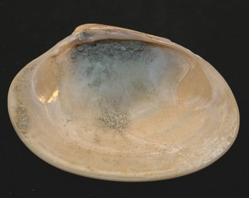 ID bivalve pleistocene